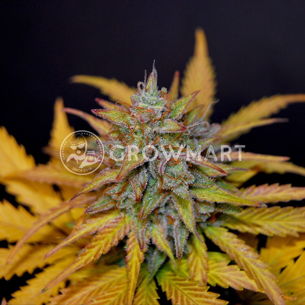 Super_Skunk_Automatic_Autoflower_semínka_konopí