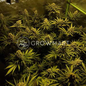 Super_Skunk_Reg_Regulérni_semínka_konopí