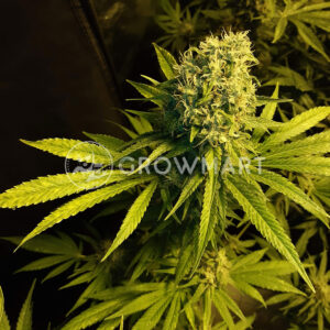 Super_Skunk_Reg_Regulérni_semínka_konopí