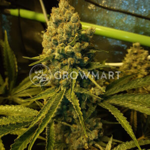 Super_Skunk_Reg_Regulérni_semínka_konopí