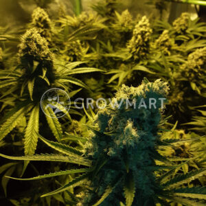 Super_Skunk_Reg_Regulérni_semínka_konopí