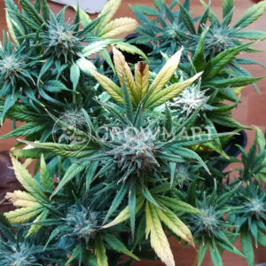 Supersonic_Cristal_Storm_Feminizované_semínka_konopí