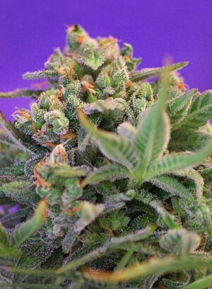 Sweet-Cheese-Fast-Version-Growmart