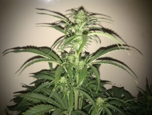 Sweet-Cheese-Rychlá-verze-Feminizované-semena-Growshop-Growmart