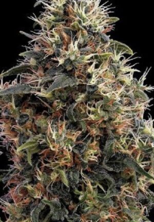 Green House Seed - SWEET MANGO AUTO | Autoflowering cannabis seeds - Image 5
