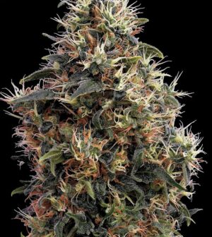 Green House Seed - SWEET MANGO AUTO | Autoflowering cannabis seeds - Image 9