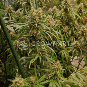 Sweet_Amnesia_Haze_Seminka_Konopi_2