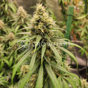 Sweet_Amnesia_Haze_Seminka_Konopi_4