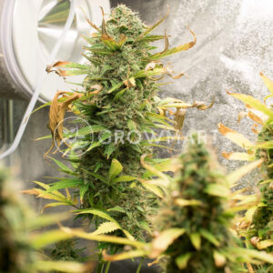 Sweet_Cheese_Auto_Autoflowering_semínka_konopí