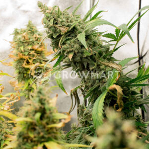 Sweet_Cheese_Auto_Autoflowering_semínka_konopí