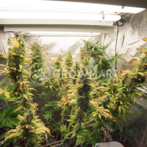 Sweet_Cheese_Auto_Autoflowering_semínka_konopí