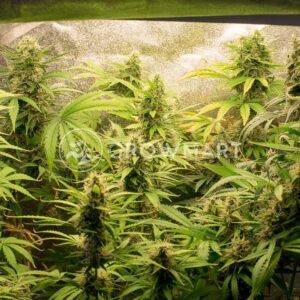 Sweet_Cheese_Auto_Autoflowering_semínka_konopí