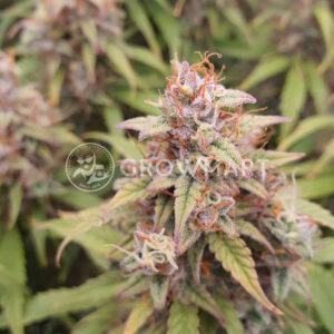 Sweet_Cream_Auto_Autoflowering_semínka_konopí