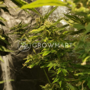 Sweet_Critical_2_0_Seminka_konopi_1