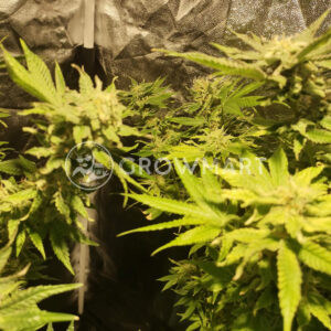 Sweet_Critical_2_0_Seminka_konopi_2