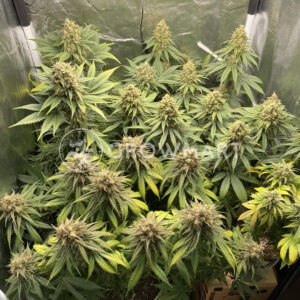 Sweet_Critical_CBD_Seminka_Konopi_1