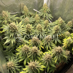 Sweet_Critical_CBD_Seminka_Konopi_2