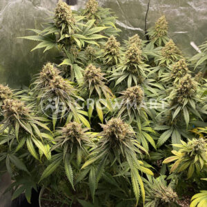 Sweet_Critical_CBD_Seminka_Konopi_3