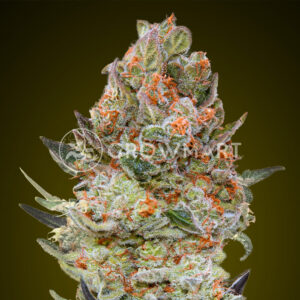 Sweet_Critical_CBD_Seminka_Konopi_4