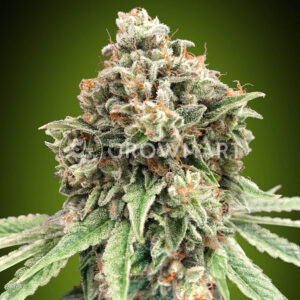 Sweet_Critical_Fast_Seminka_Konopi