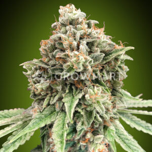 Sweet_Critical_Fast_Seminka_Konopi