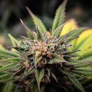 Sweet_Gelato_Auto_Samonavétací_semínka_konopí