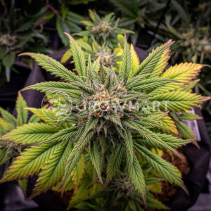 Sweet_Gelato_Auto_Samonavétací_semínka_konopí