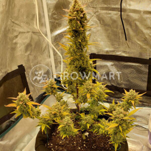 Sweet_Gelato_Auto_Samonavétací_semínka_konopí