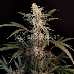 Sweet_Mimosa_XL_Auto_Seminka_Konopi_2