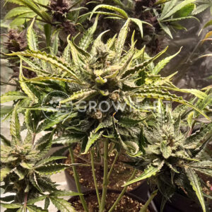 Sweet_Nurse_Auto_CBD_Samonavétací_semínka_konopí