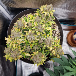 Sweet_Pure_Auto_CBD_Samonavétací_semínka_konopí