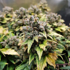 Sweet_Pure_Auto_CBD_Samonavétací_semínka_konopí