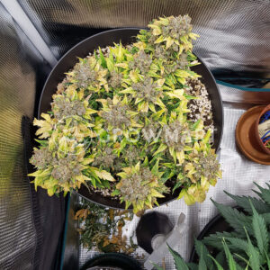 Sweet_Pure_Auto_CBD_Samonavétací_semínka_konopí