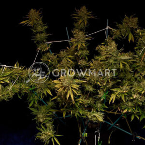 Sweet_Pure_CBD_Feminizovaná_semínka_konopí