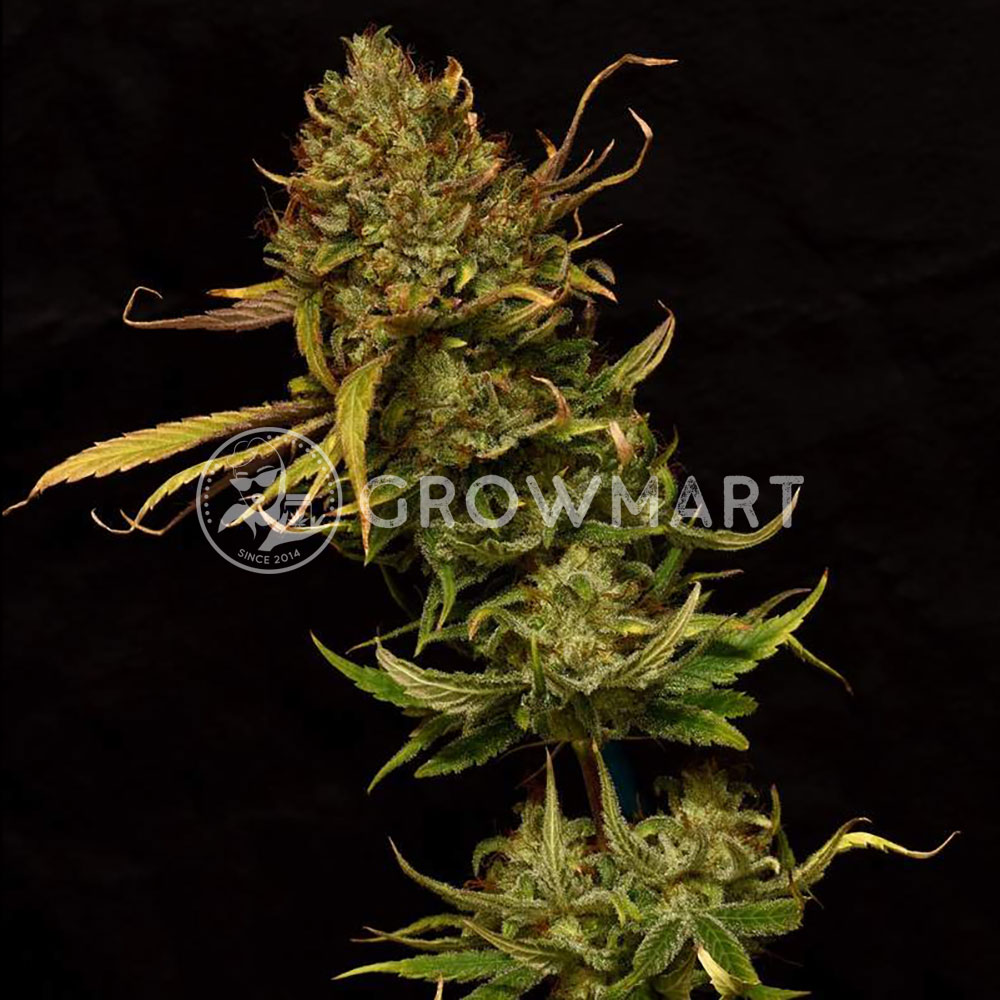 Sweet_Pure_CBD_Feminizovaná_semínka_konopí
