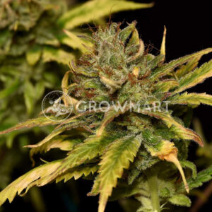 Sweet_Pure_CBD_Feminizovaná_semínka_konopí