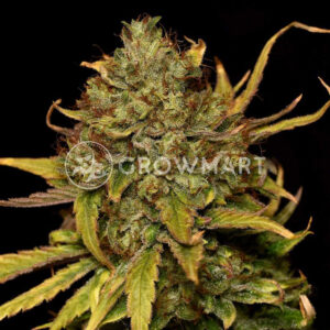 Sweet_Pure_CBD_Feminizovaná_semínka_konopí