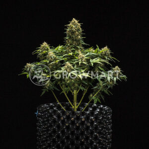 Sweet_Skunk_Automatic_Autoflowering_semínka_konopí