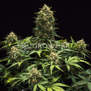 Sweet_Skunk_Automatic_Autoflowering_semínka_konopí