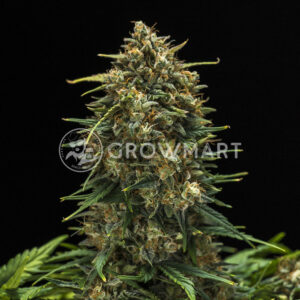 Sweet_Skunk_Automatic_Autoflowering_semínka_konopí