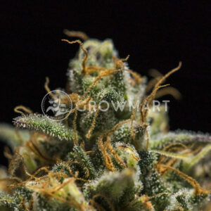 Sweet_Skunk_Automatic_Autoflowering_semínka_konopí