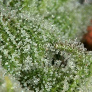 Sweet_Trainwreck_Auto_Autoflowering_semínka_konopí