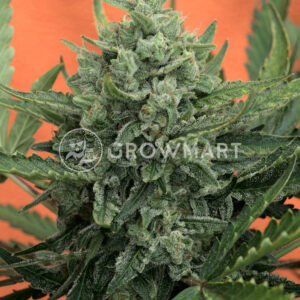 Sweet_Trainwreck_Auto_Autoflowering_semínka_konopí