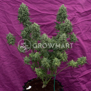 Sweet_Trainwreck_Auto_Autoflowering_semínka_konopí