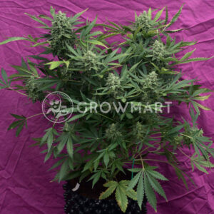 Sweet_Trainwreck_Auto_Autoflowering_semínka_konopí