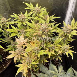 Sweet_ZZ_Automatic_Autoflowering_semínka_konopí