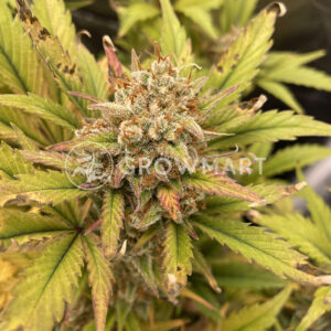 Sweet_ZZ_Automatic_Autoflowering_semínka_konopí