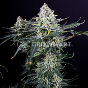 Sweet_Zenzation_XL_Auto_Seminka_Konopi_1