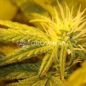Sweet_and_Sour_Widow_Regulérní_semena_konopí