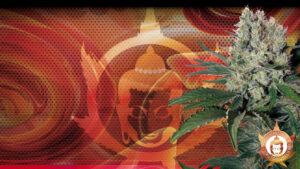 Syrup-Buddha-Seeds-